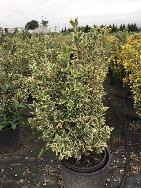 Picture of Euonymus japonicus Bravo C18 80/100