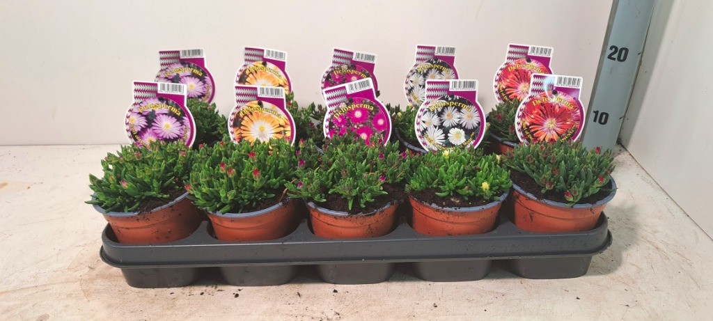 Billede af Delosperma Jewel of Desert in varieties P12
