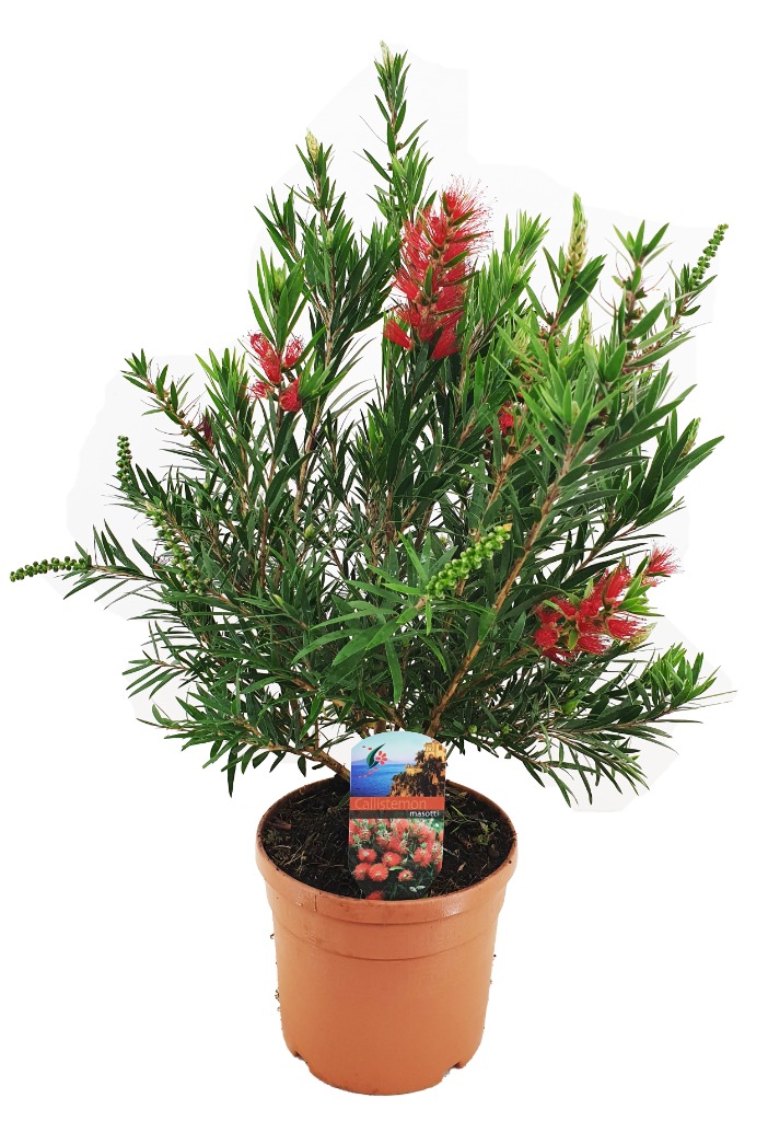 Picture of TD179 Bottlebrush/Callistemon in shapes and sizes WK16 SC25