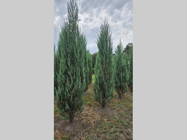 Picture of Juniperus scop. Blue Arrow ROOTBALL/JUTE 175/200CM