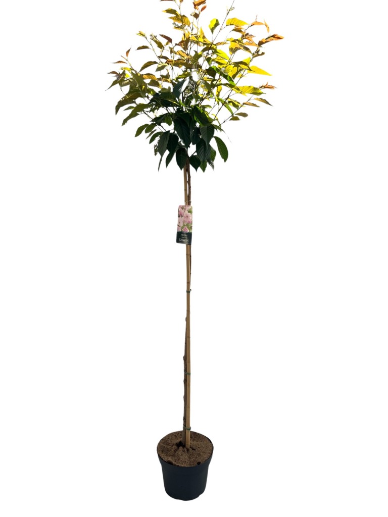 Picture of Prunus serrulata Kanzan P29 (10 Ltr) 150/STD