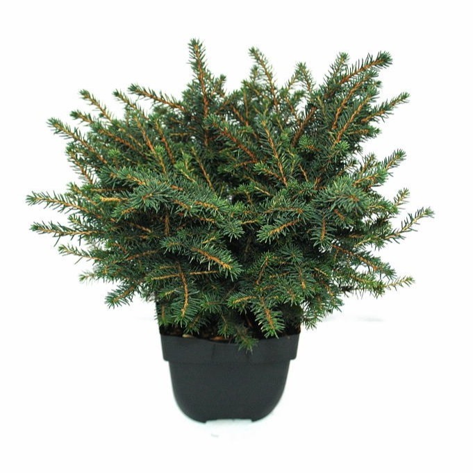 Picture of Picea omorika Karel P17 (2 Ltr) 20/25