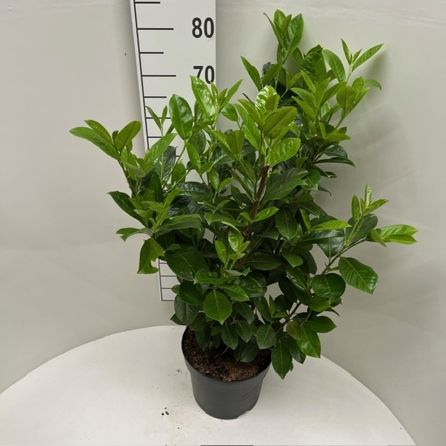 Picture of Prunus laur. Rotundifolia P26 (7.5 Ltr) 80/90