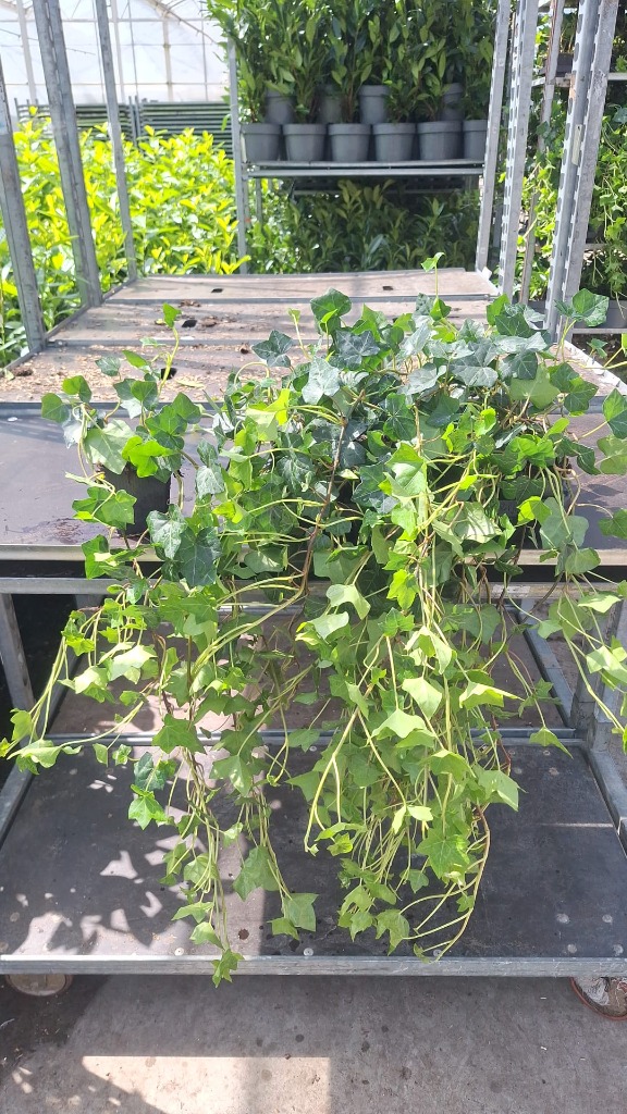 Hedera hibernica