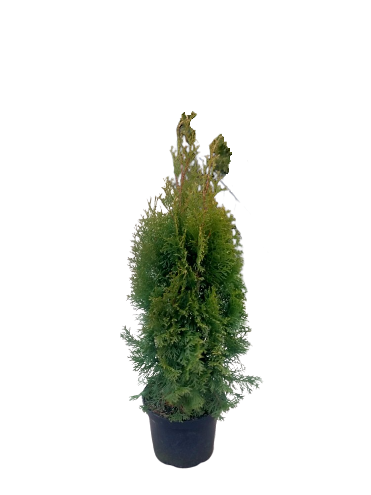 Picture of Thuja occ. Smaragd P21 (4 Ltr) 60/80