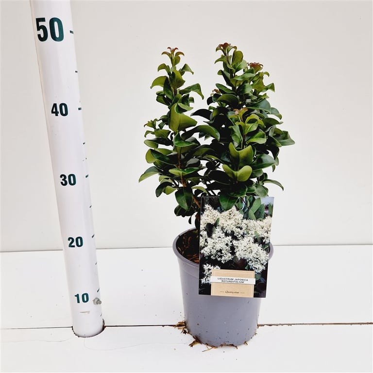 Picture of Ligustrum jap. Rotundifolium P18 (2.5 Ltr) 20/25CM