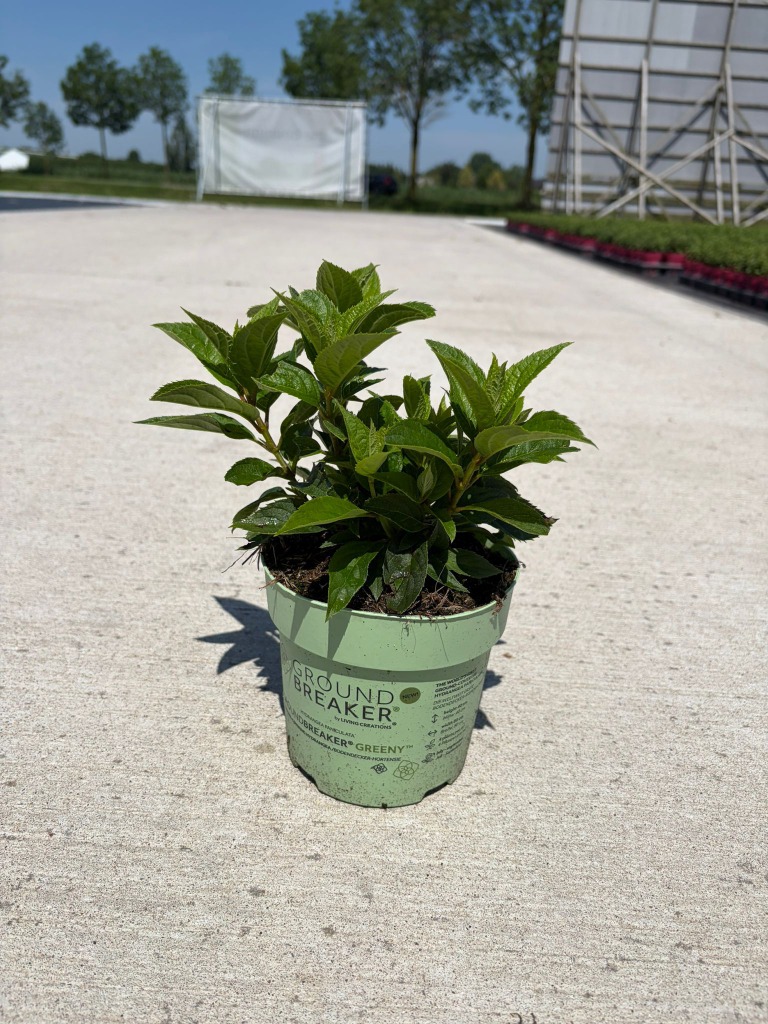 Hydrangea pan. Groundbreaker Greeny