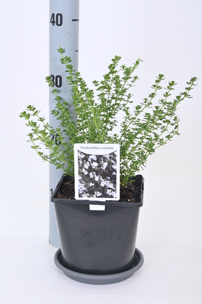 Picture of Prostanthera cuneata P17 (2 Ltr)