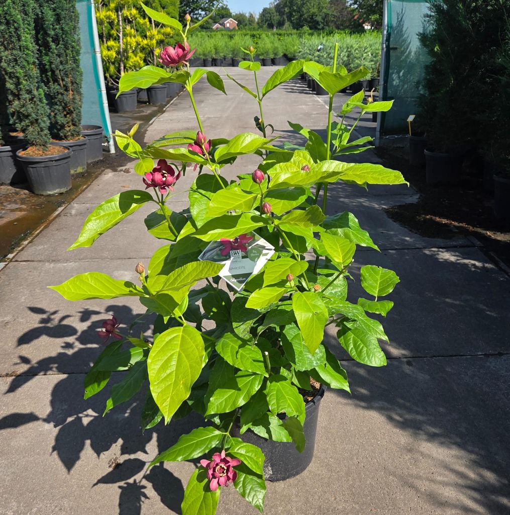Calycanthus raul. Aphrodite