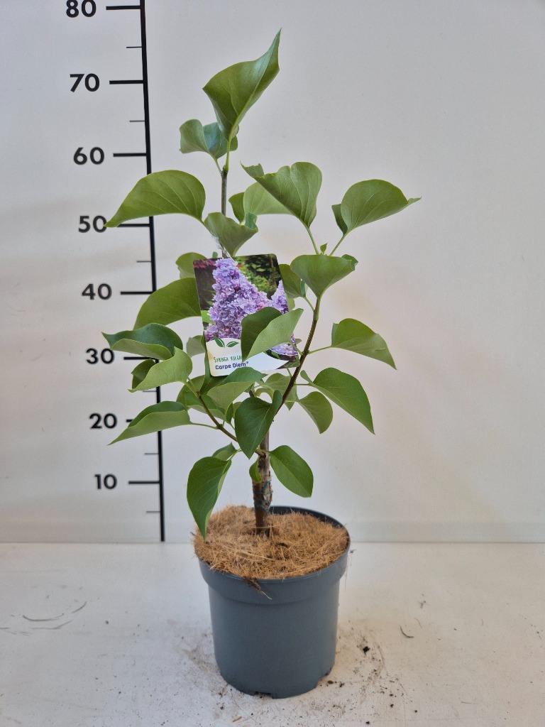 Syringa vulg. Carpe Diem