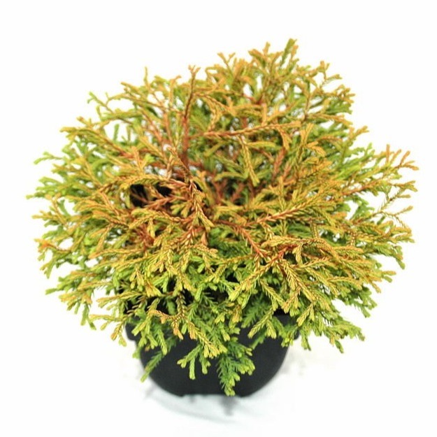 Picture of Thuja occ. Golden Tuffet P17 (2 Ltr) 20/25