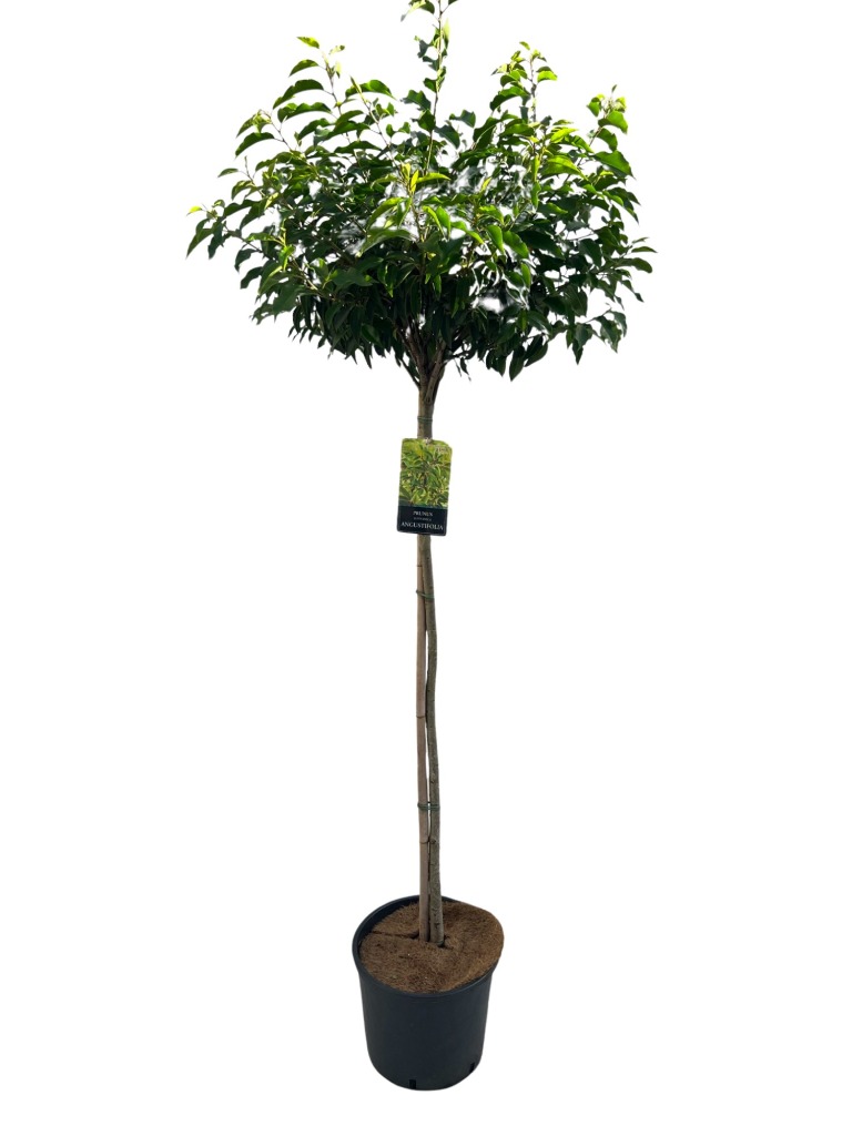 Picture of Prunus lusitanica Angustifolia P31-(12-LTR) 100CM-STD