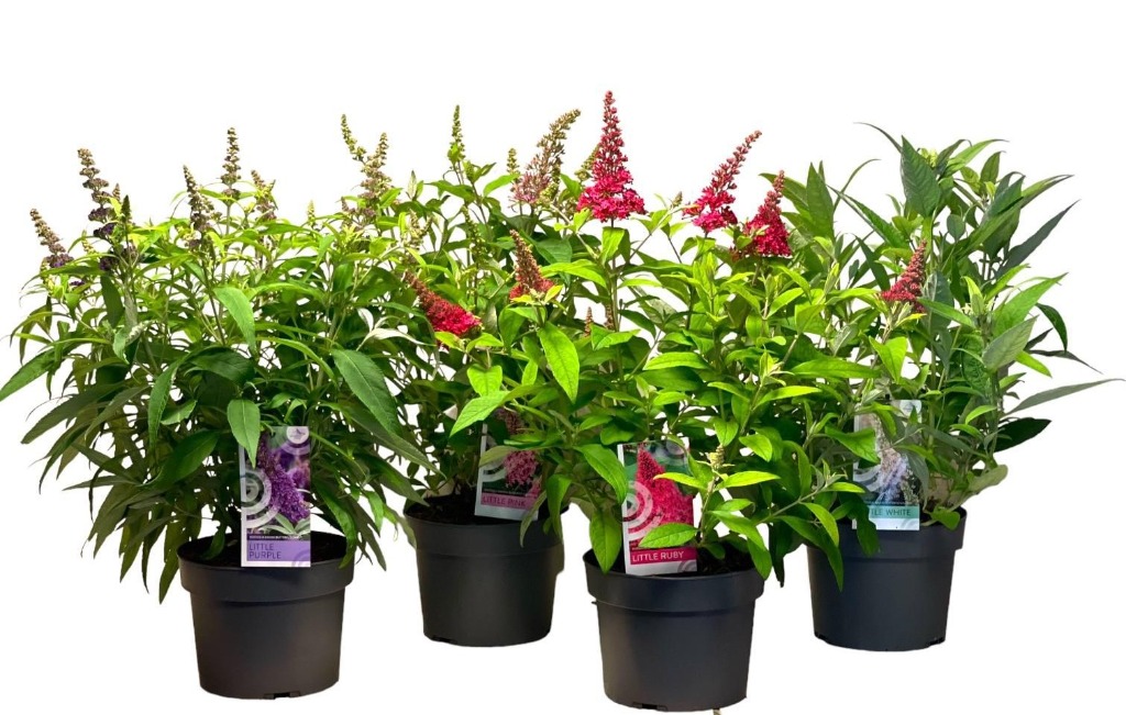 Picture of Buddleja dav. Butterfly Candy in varieties P19 (3 Ltr)