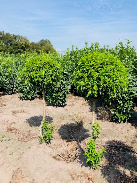 Picture of Prunus lus. Angustifolia P42-(45-LTR) 80std 60/70 dia