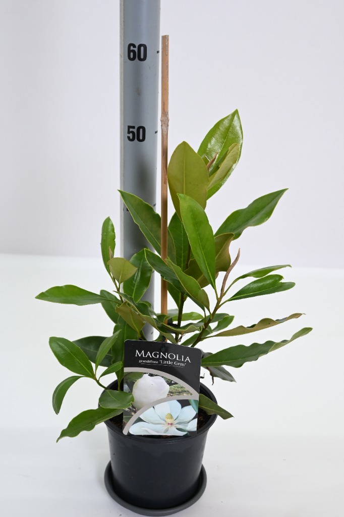 Picture of Magnolia grandiflora Little Gem P17 (2 Ltr)