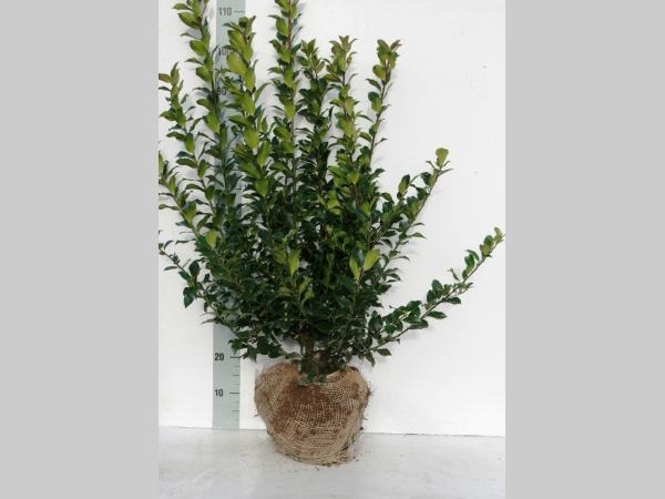 Picture of Ilex meserveae Blue Maid ROOTBALL 60/80CM