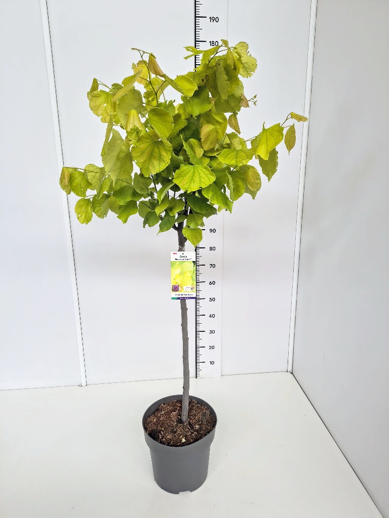 Picture of Cercis can. Hearts of Gold P31-(12-LTR) 175/200CM