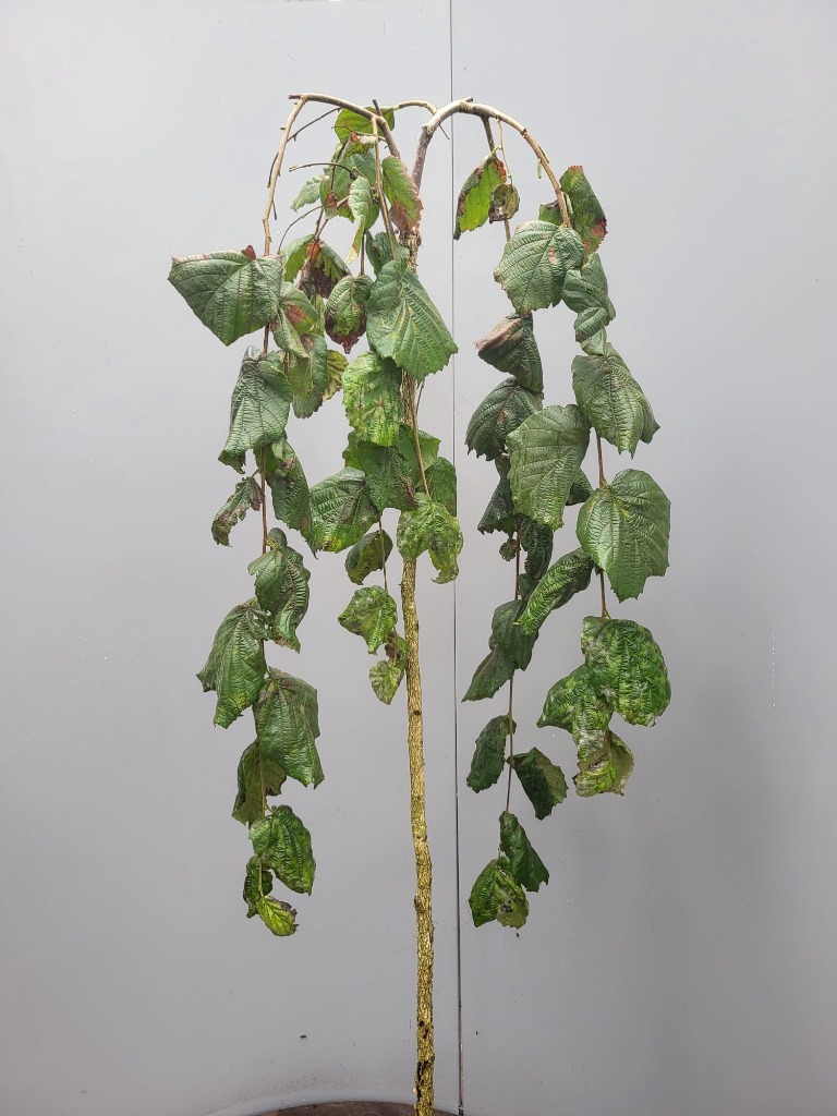 Picture of Corylus avellana Pendula P29 (10 Ltr) 150/STD