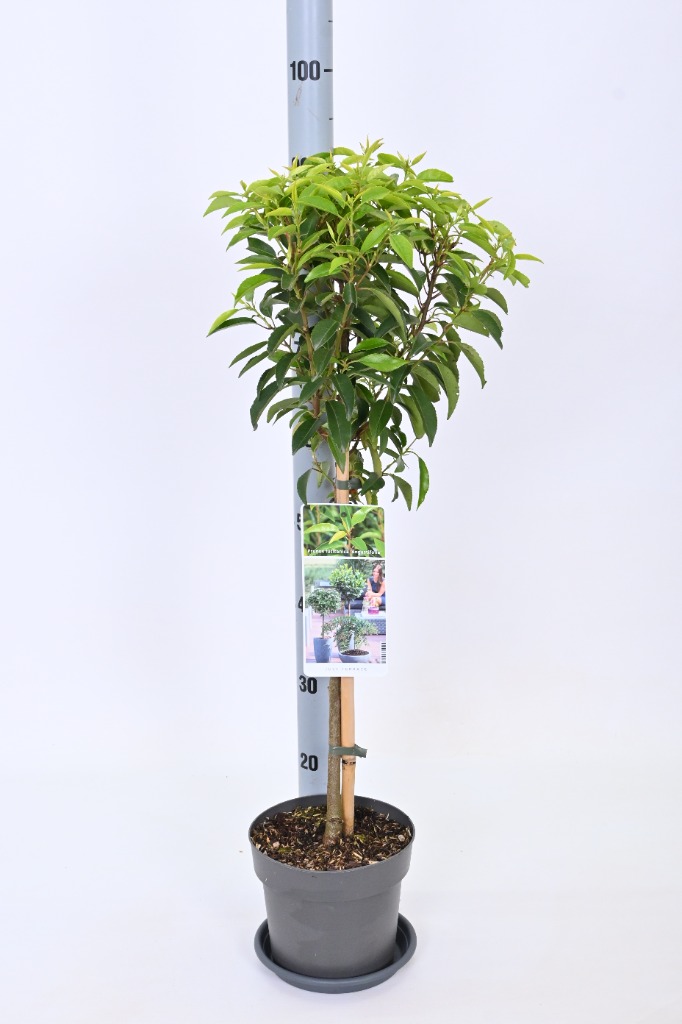 Picture of Prunus lus. Angustifolia P19 (3 Ltr) 50/STD