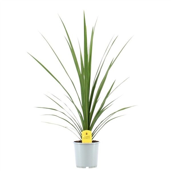 Picture of Cordyline Peko P17 (2 Ltr)