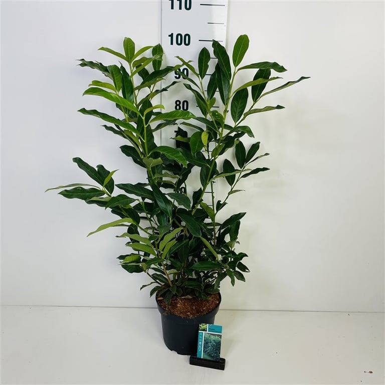 Picture of Prunus l. Reynvaanii P23 (5 Ltr) 50-60