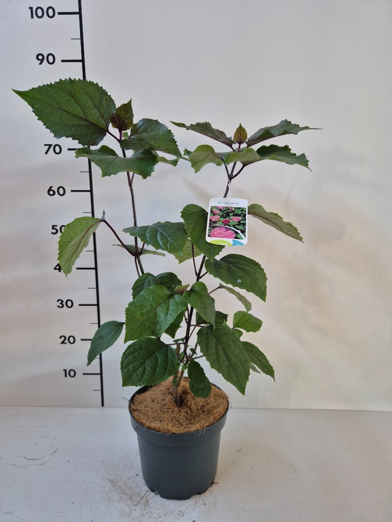 Clerodendrum bungei