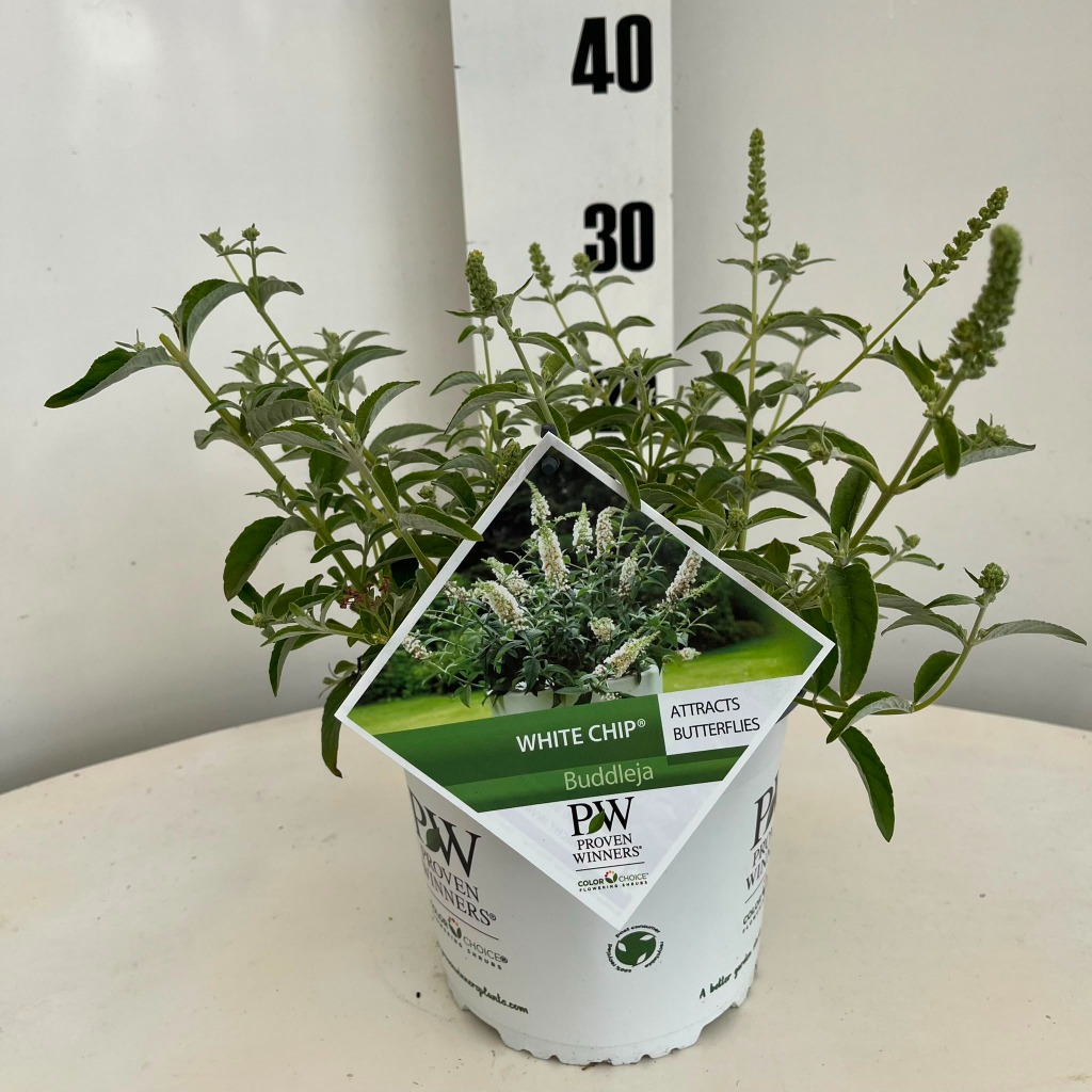 Buddleja dav. White Chip