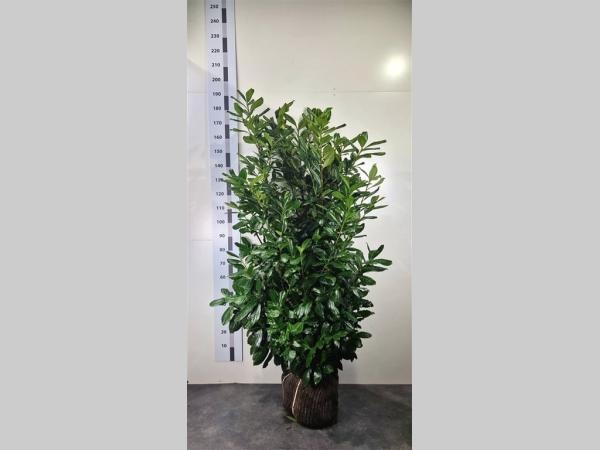 Picture of Prunus laur. Novita ROOTBALL 140/160cm