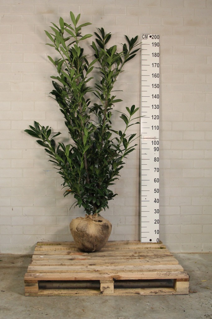 Picture of Prunus laur. Caucasica ROOTBALL 175/200CM