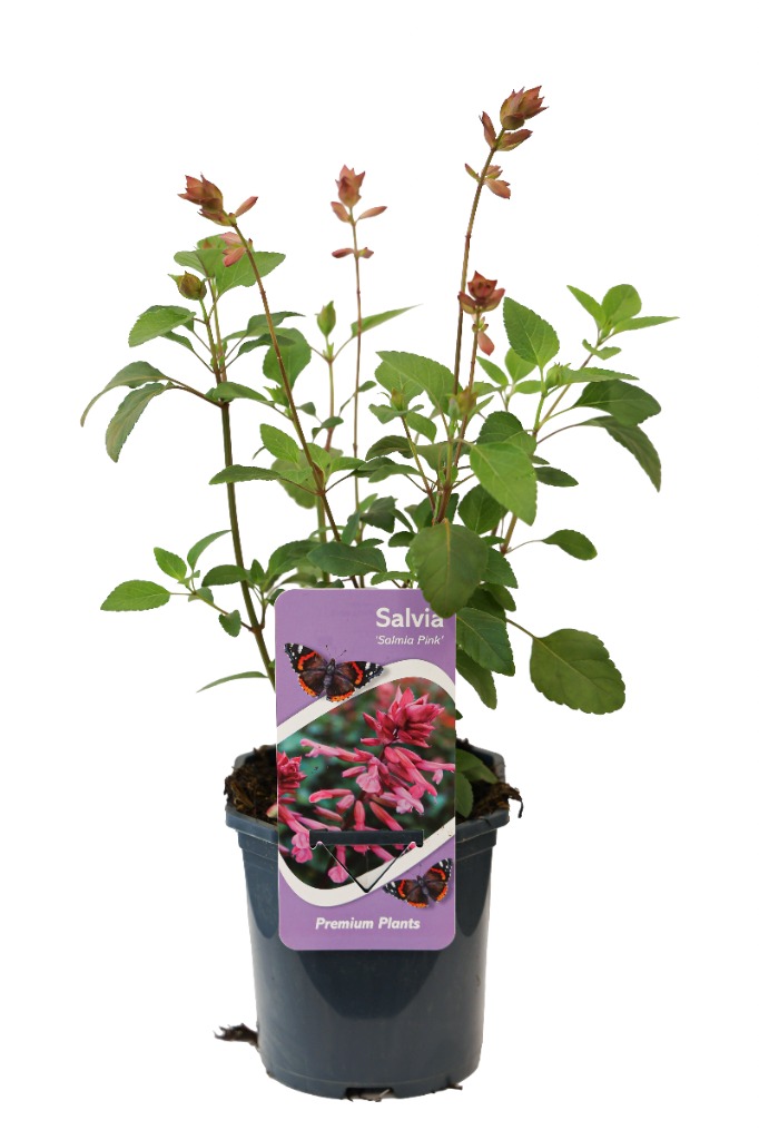 Salvia sal. Pink