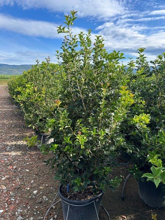 Picture of Osmanthus Aquifolium C30 175/200