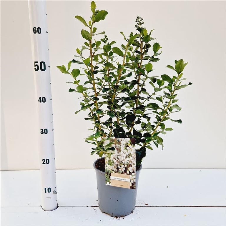 Picture of Escallonia Iveyi P18 (2.5 Ltr) 30/40CM