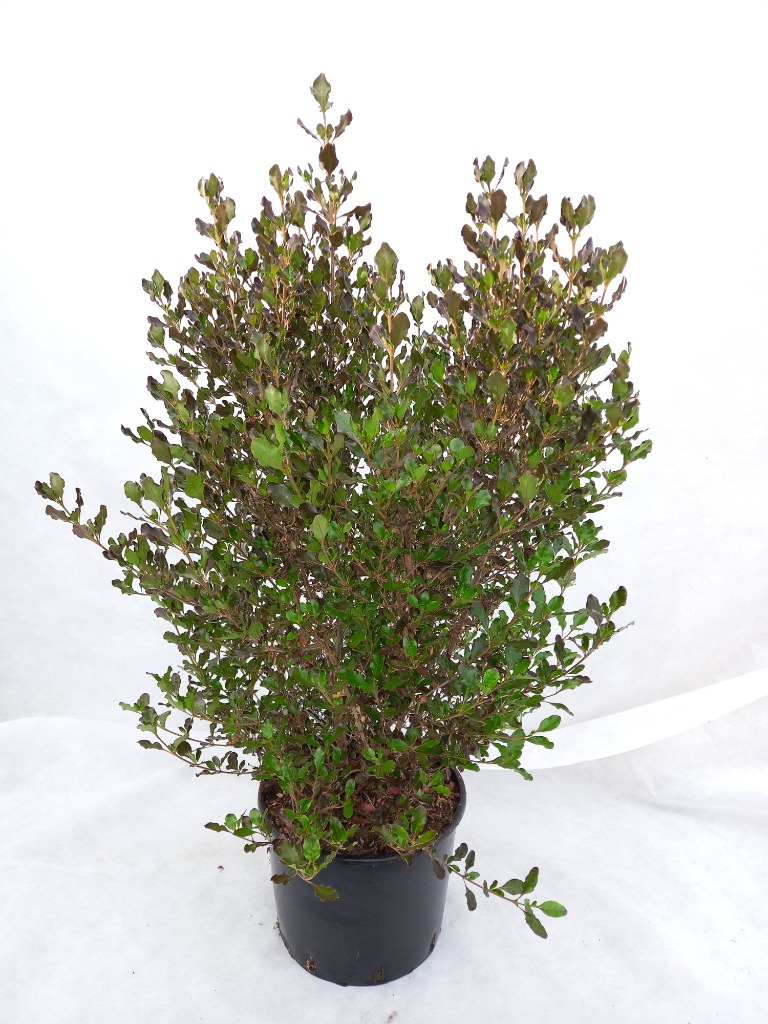 Picture of Coprosma repens Pacific Night C20 70/80