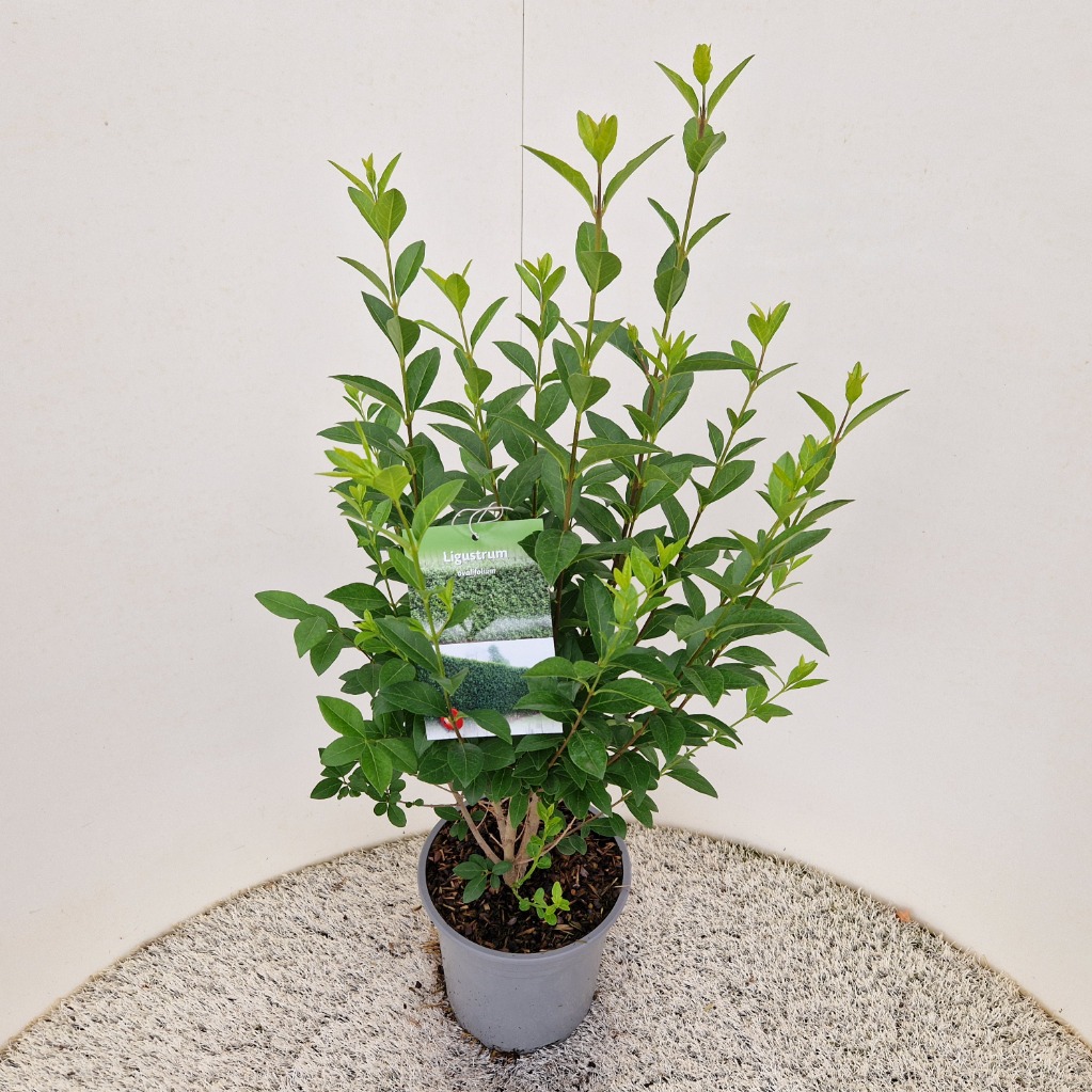 Ligustrum ovalifolium