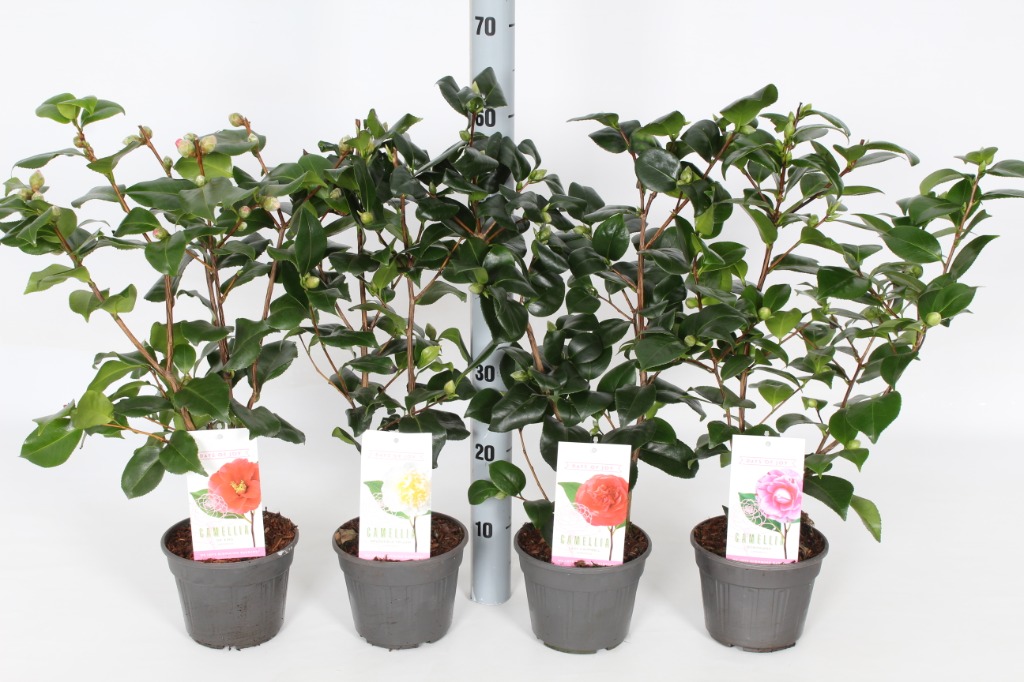 Picture of Camellia japonica in 4 varieties P15 BUDDED