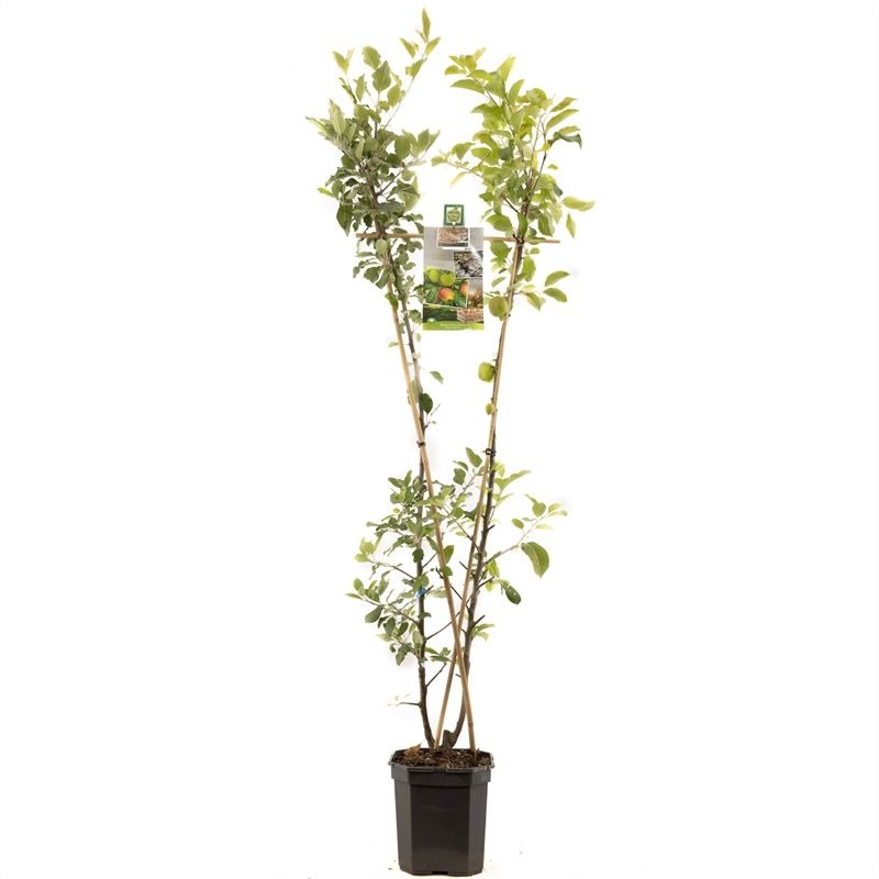 Malus domestica Duo Apple