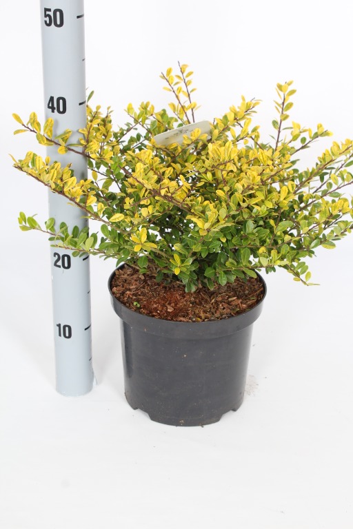 Picture of Ilex crenata Golden Gem P21