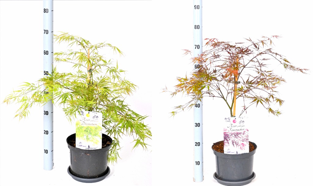 Picture of Acer palmatum Dissectum / Fire Cracker P23 40/50