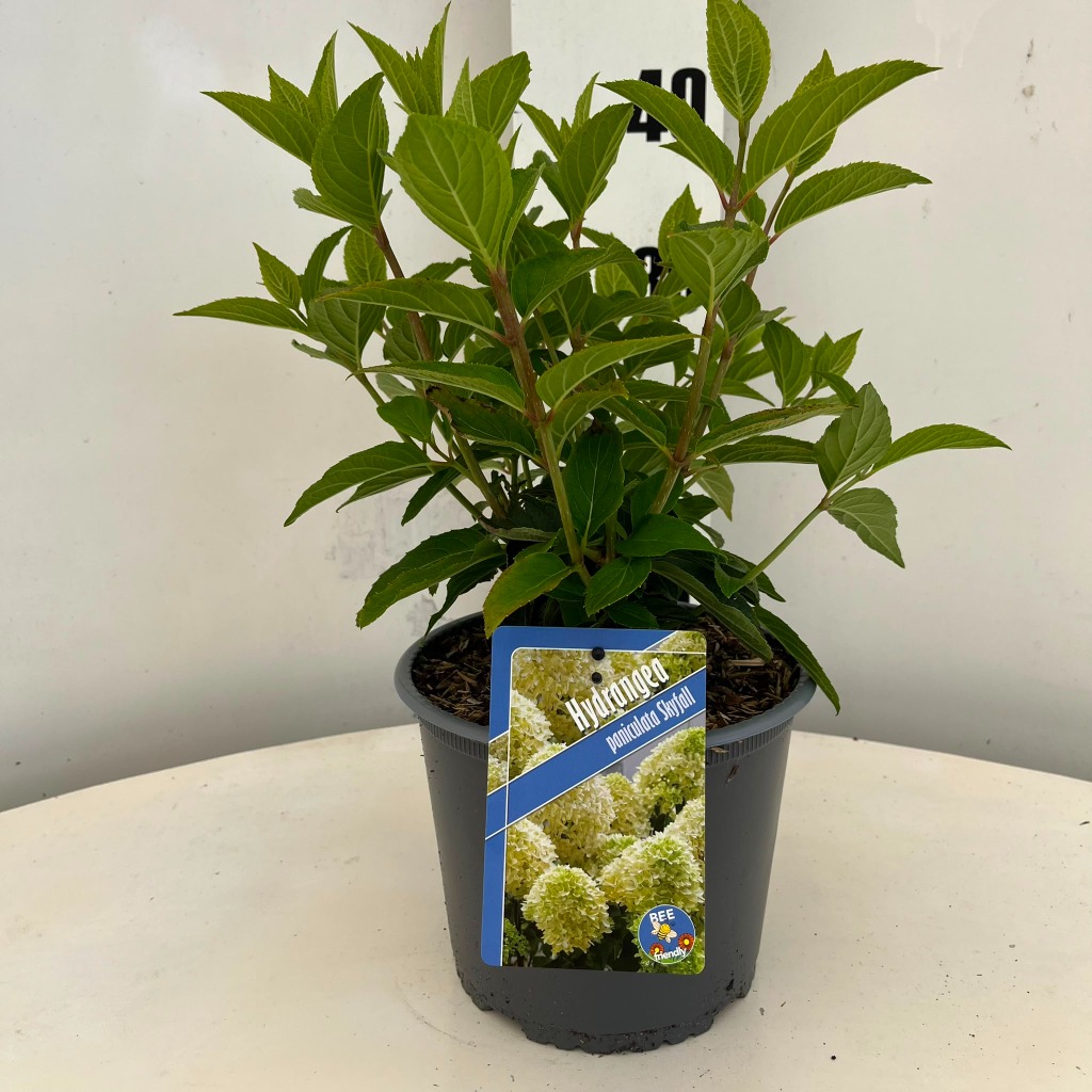 Hydrangea pan. Skyfall