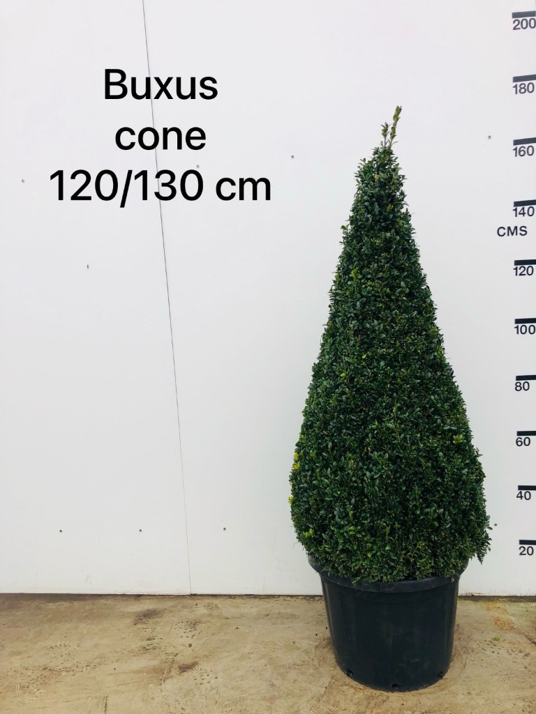 Picture of Buxus sempervirens pyramide P42-(45-LTR) PYR 120/130