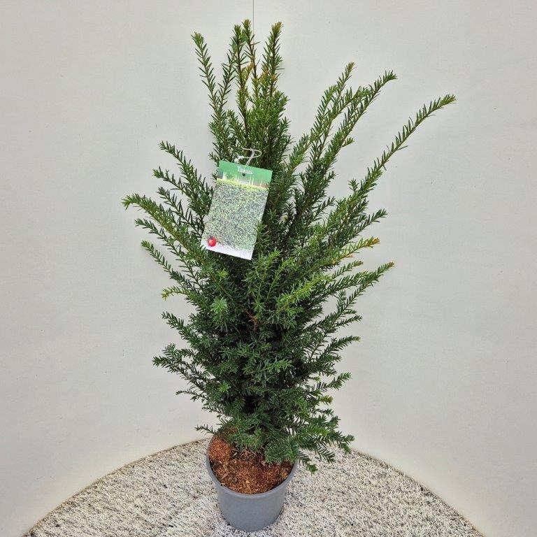 Picture of Taxus Baccata P21 (4 Ltr) 80/85