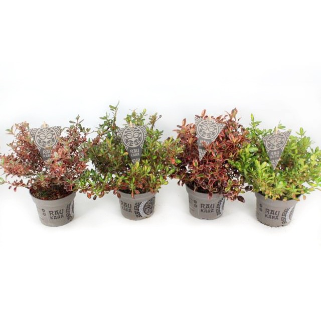 Picture of Coprosma repens RauKara P13