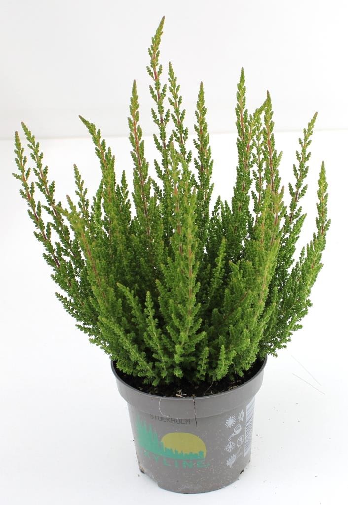 Picture of Calluna Beauty Ladies Skyline Stockholm (green) P9.5 15-CM