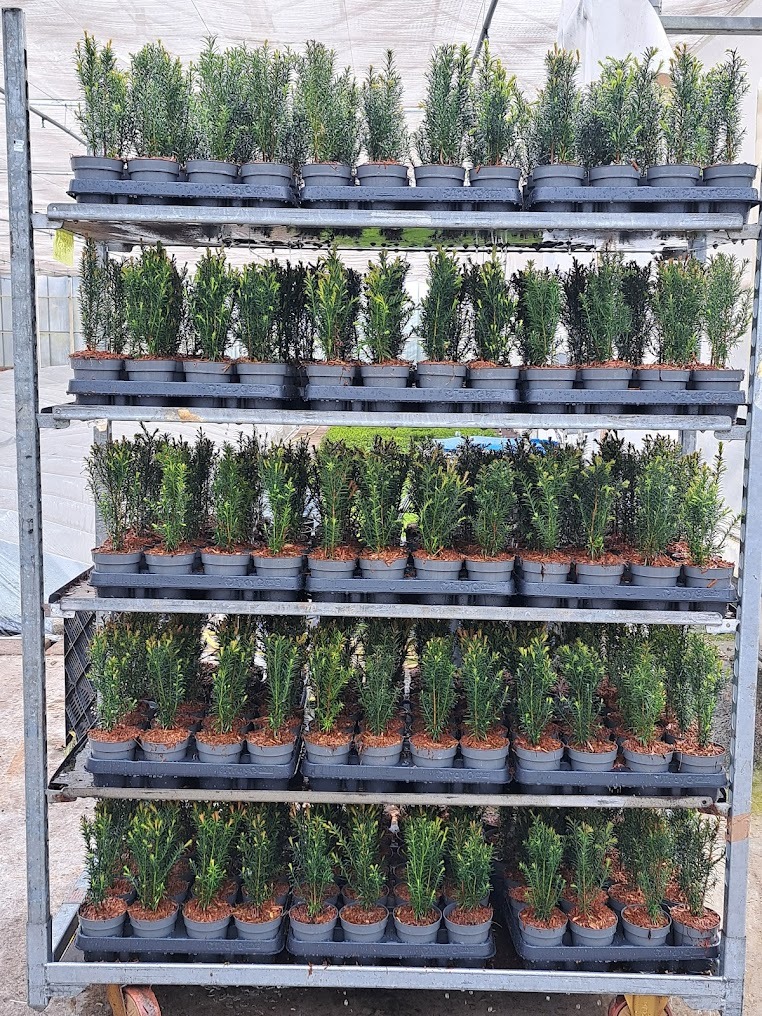 Taxus Baccata