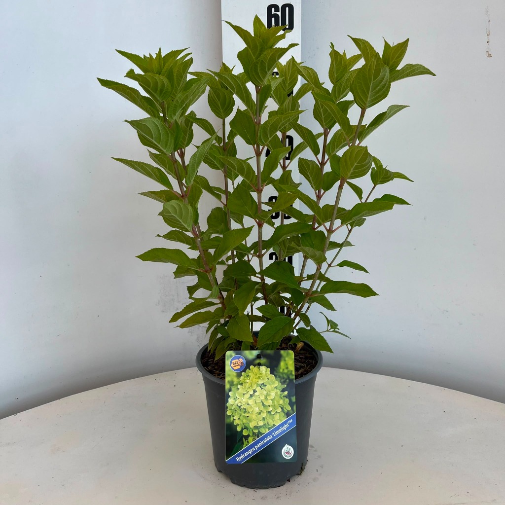 Hydrangea pan. Limelight
