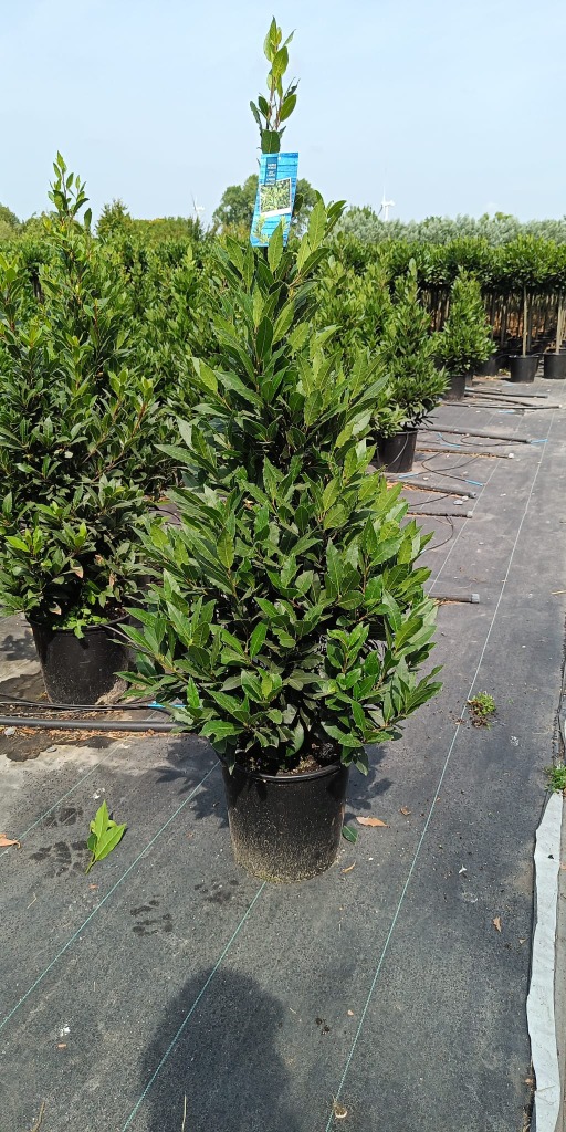 Laurus nobilis