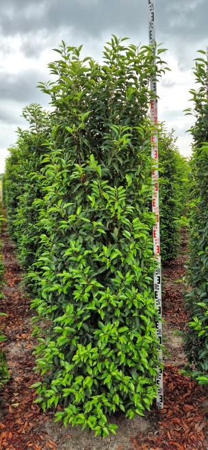 Image de Prunus lus. Angustifolia EXTRA ROOTBALL 200/225cm