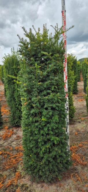 Image de Taxus baccata EXTRA ROOTBALL 175/200CM
