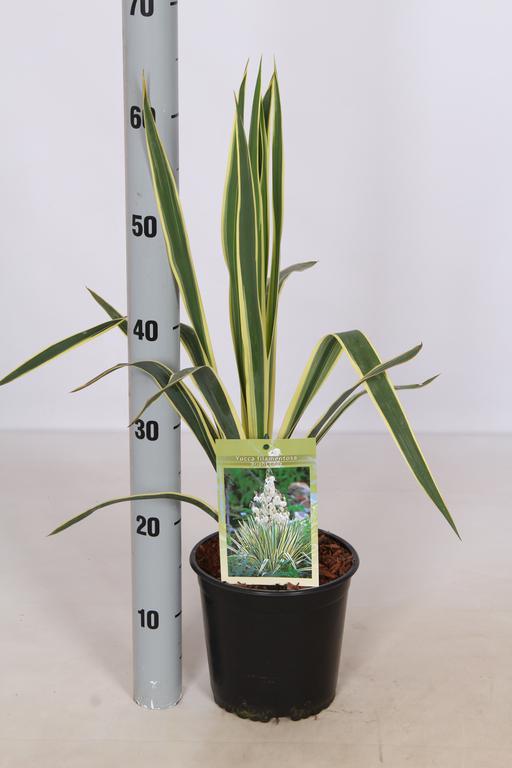 Picture of Yucca filamentosa Bright Edge P18 (2.5 Ltr) 30/40CM