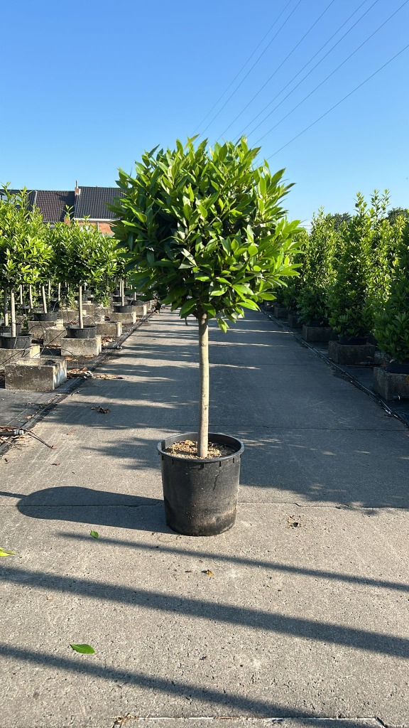 Picture of Laurus nobilis P35-(20-LTR) 60/std 50/cm head